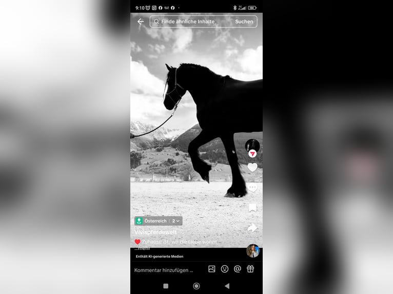 Friesian horses Stallion 10 years 16,2 hh Black in Reichersberg