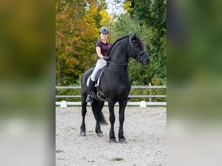 Friesian horses Stallion 11 years 16 hh Black in Appingedam