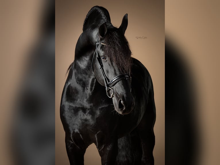 Friesian horses Stallion 11 years 16 hh Black in Appingedam