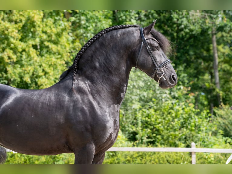 Friesian horses Stallion 11 years 16 hh Black in Appingedam