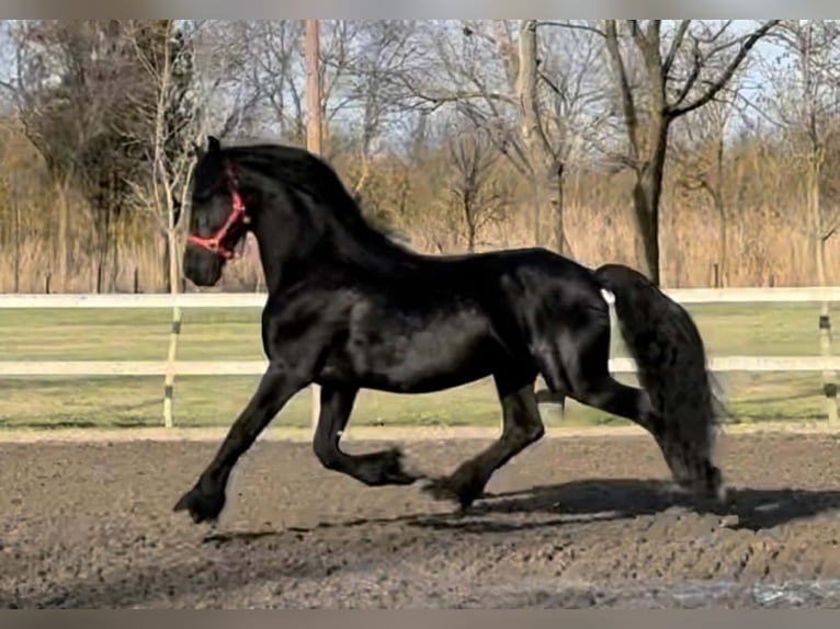 Friesian horses Stallion 11 years 16 hh Black in Békéscsaba