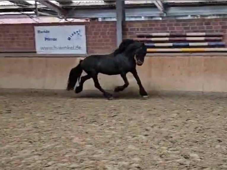 Friesian horses Stallion 12 years 15,2 hh in Dorsten