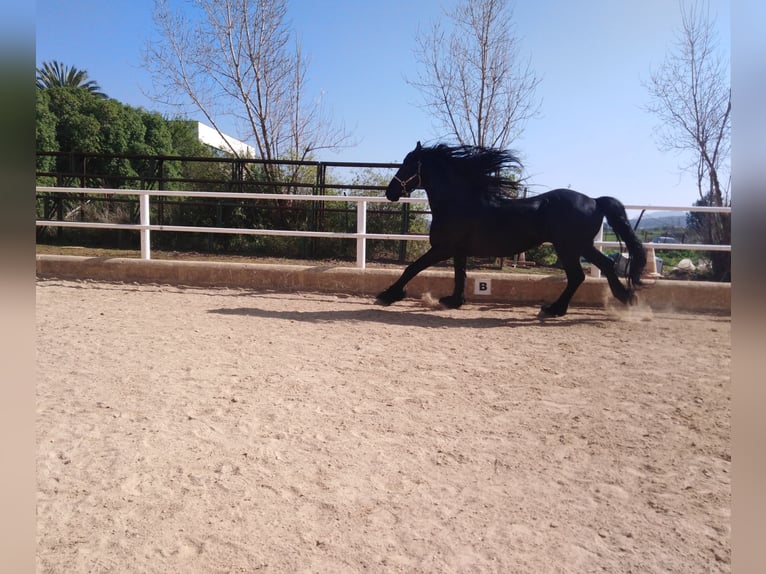 Friesian horses Stallion 12 years 16,2 hh Black in Marbella