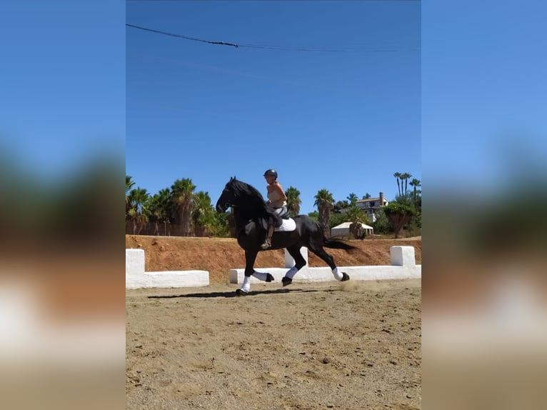 Friesian horses Stallion 12 years 16,2 hh Black in Marbella