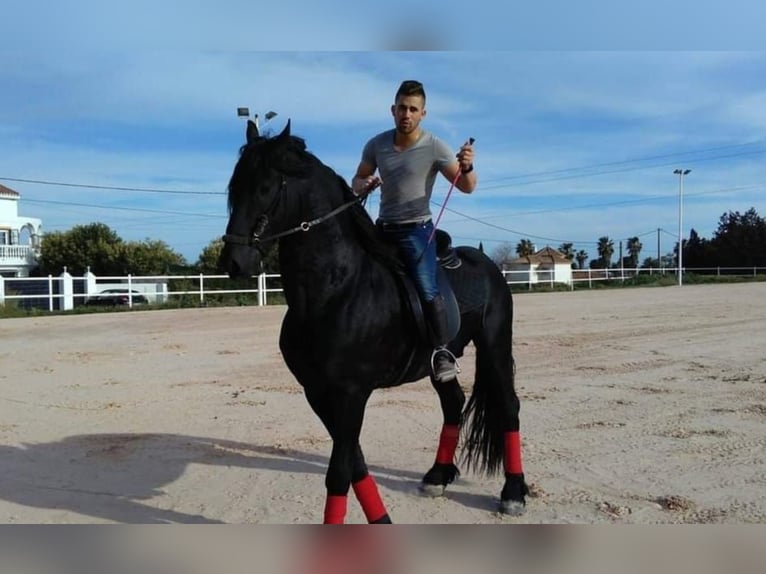 Friesian horses Stallion 12 years 16,2 hh Black in Marbella