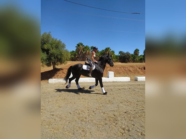 Friesian horses Stallion 12 years 16,2 hh Black in Marbella