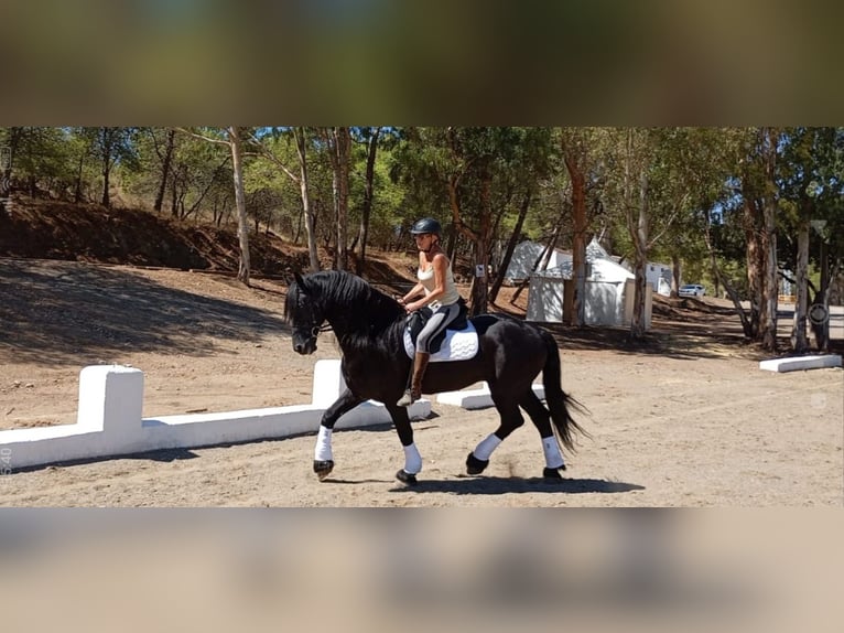 Friesian horses Stallion 12 years 16,2 hh Black in Marbella