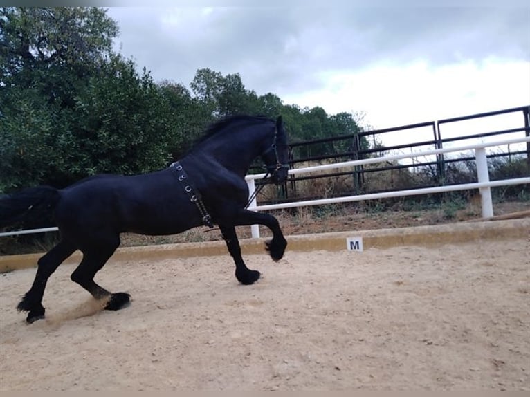 Friesian horses Stallion 12 years 16,2 hh Black in Marbella