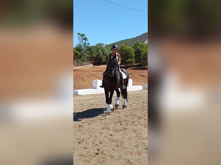 Friesian horses Stallion 12 years 16,2 hh Black in Marbella