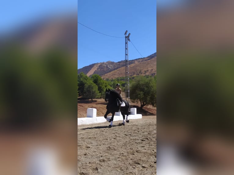 Friesian horses Stallion 12 years 16,2 hh Black in Marbella