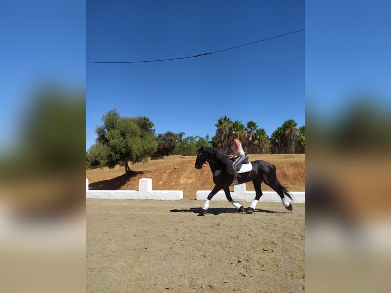 Friesian horses Stallion 12 years 16,2 hh Black in Marbella