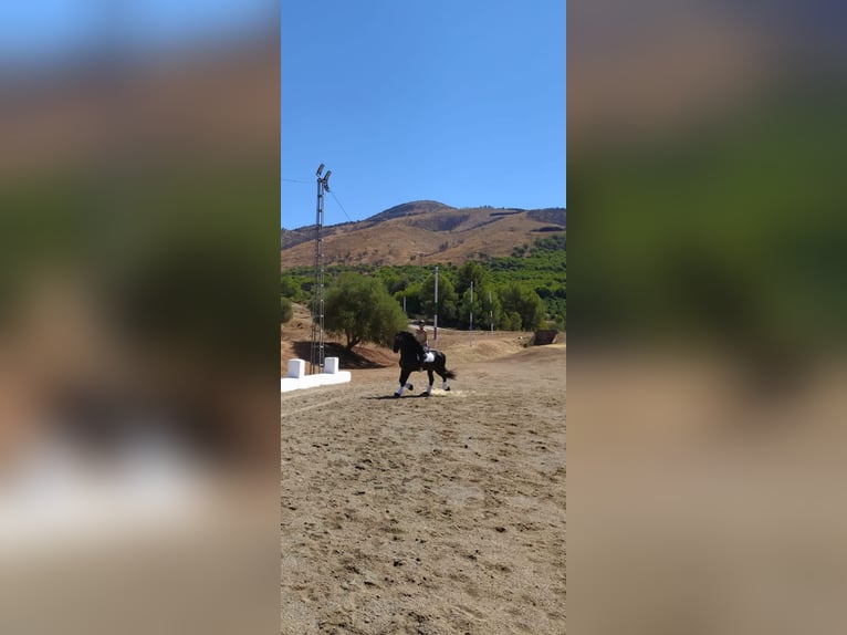 Friesian horses Stallion 12 years 16,2 hh Black in Marbella