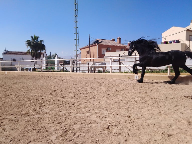 Friesian horses Stallion 12 years 16,2 hh Black in Marbella