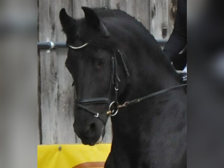 Friesian horses Stallion 12 years 16 hh Black in Wangen im Allg&#xE4;u