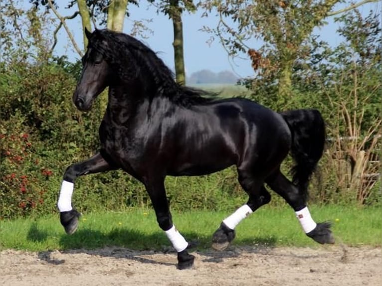 Friesian horses Stallion 13 years 16,1 hh Black in Neunkirchen/Saar