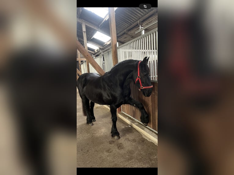 Friesian horses Stallion 14 years 15,2 hh Black in Gnarrenburg