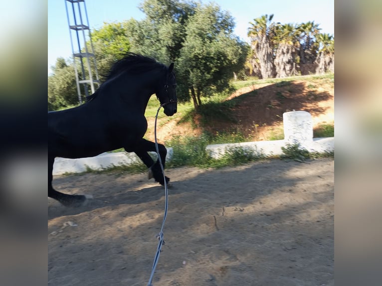 Friesian horses Stallion 14 years 16.2 hh Black in Marbella