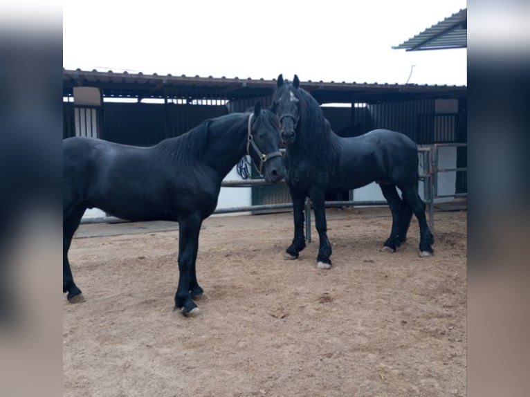 Friesian horses Stallion 14 years 16.2 hh Black in Marbella
