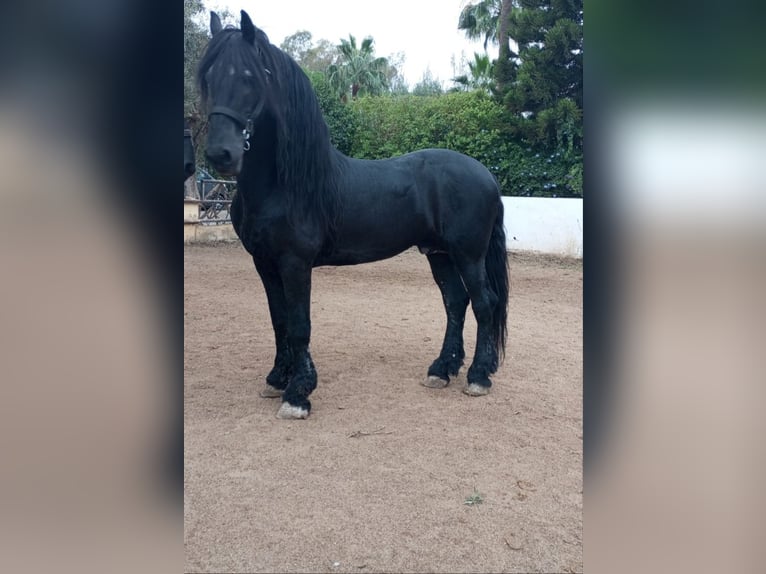 Friesian horses Stallion 14 years 16.2 hh Black in Marbella