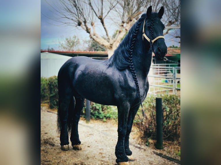 Friesian horses Stallion 14 years 16 hh Black in Florence
