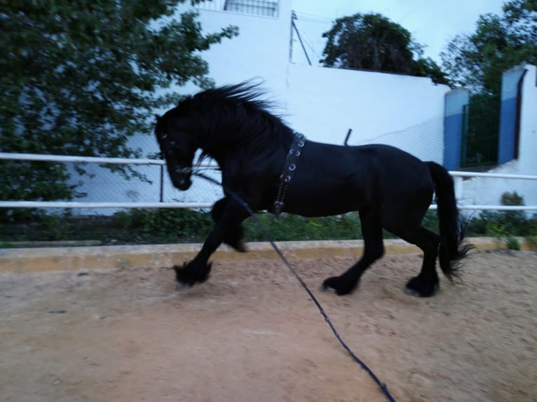 Friesian horses Stallion 14 years 16,2 hh Black in Marbella