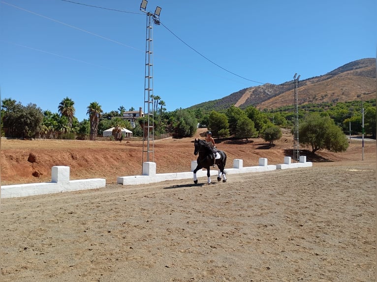 Friesian horses Stallion 14 years 16,2 hh Black in Marbella
