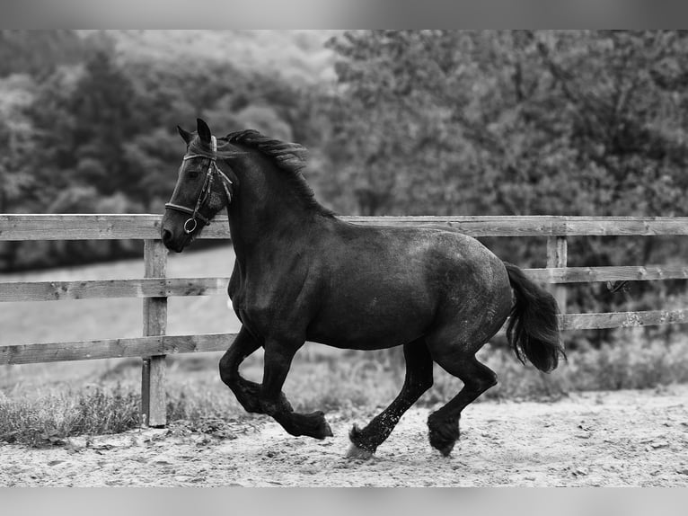 Friesian horses Stallion 15 years 17 hh Black in Freisen