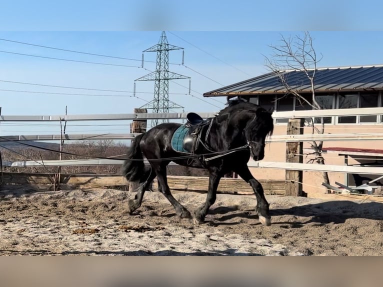 Friesian horses Stallion 16 years 16.1 hh Black in Trieste