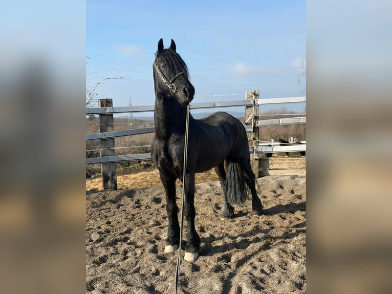 Friesian horses Stallion 16 years 16.1 hh Black in Trieste