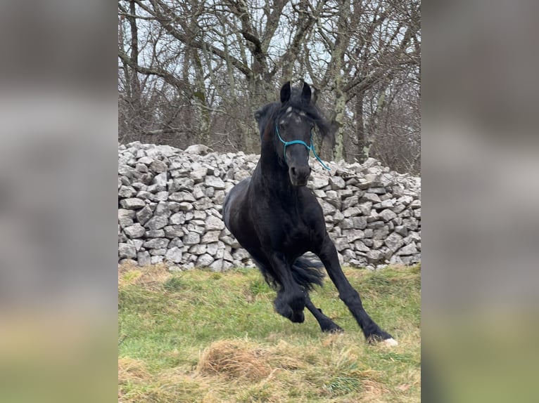 Friesian horses Stallion 16 years 16,1 hh Black in Trieste