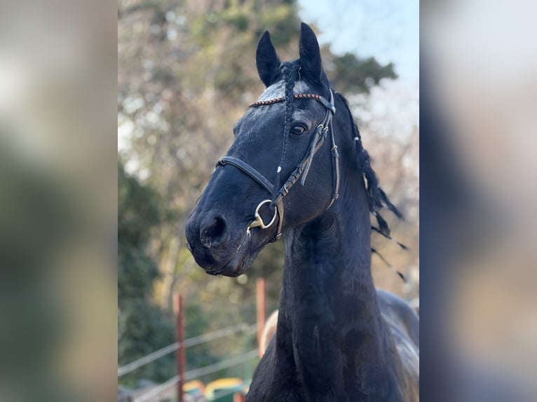 Friesian horses Stallion 16 years 16,1 hh Black in Trieste
