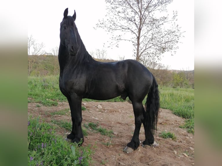 Friesian horses Stallion 16 years Black in Bastogne