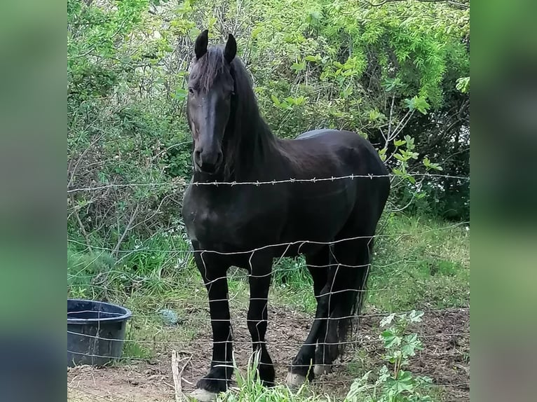 Friesian horses Stallion 16 years Black in Bastogne