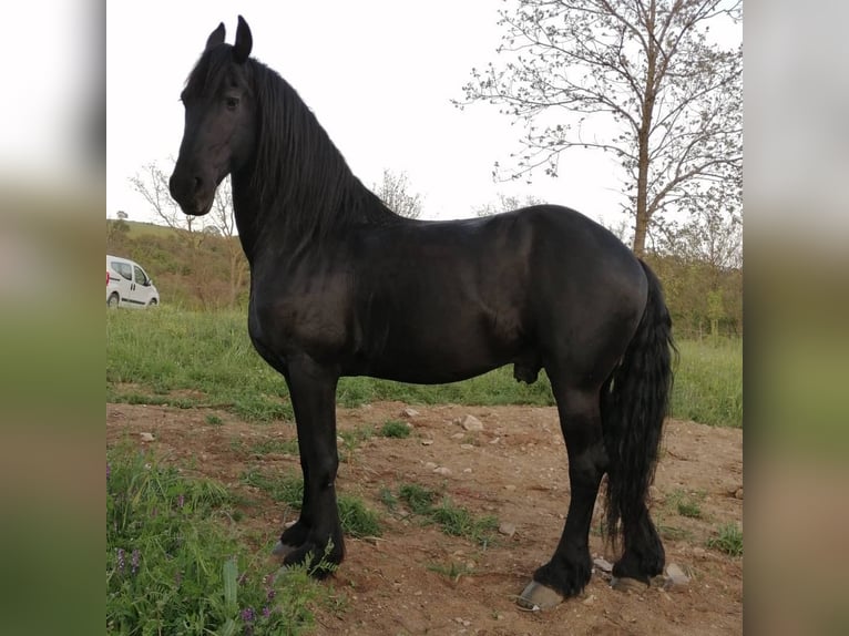 Friesian horses Stallion 16 years in Innsbruck