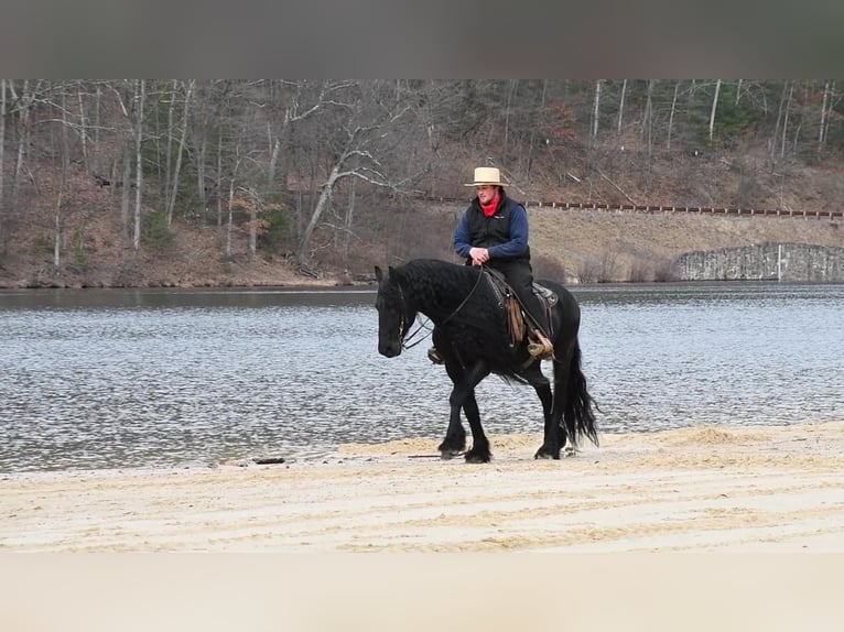 Friesian horses Stallion 17 years Black in Rebersburg, PA