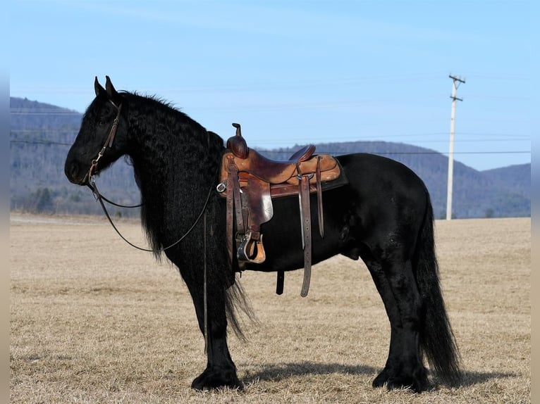 Friesian horses Stallion 17 years Black in Rebersburg, PA