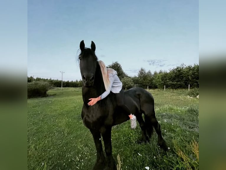 Friesian horses Stallion 18 years 16 hh Black in Praslity