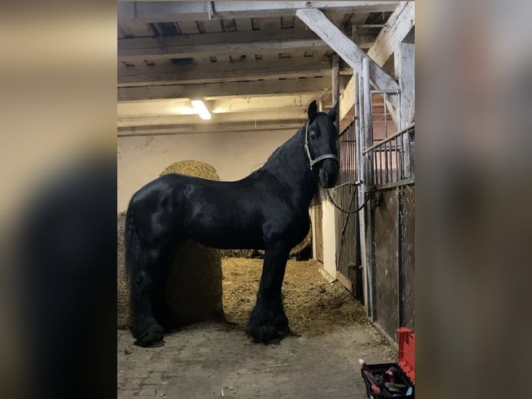 Friesian horses Stallion 18 years 16 hh Black in Praslity