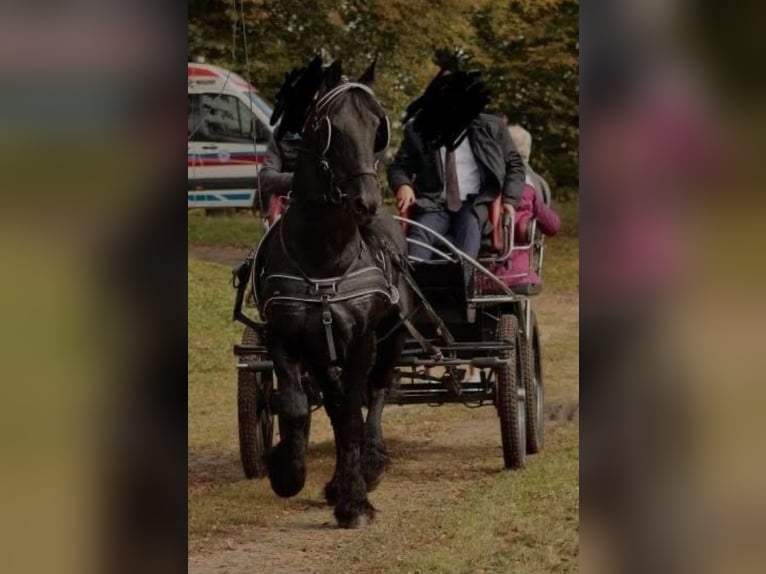 Friesian horses Stallion 18 years 16 hh Black in Praslity