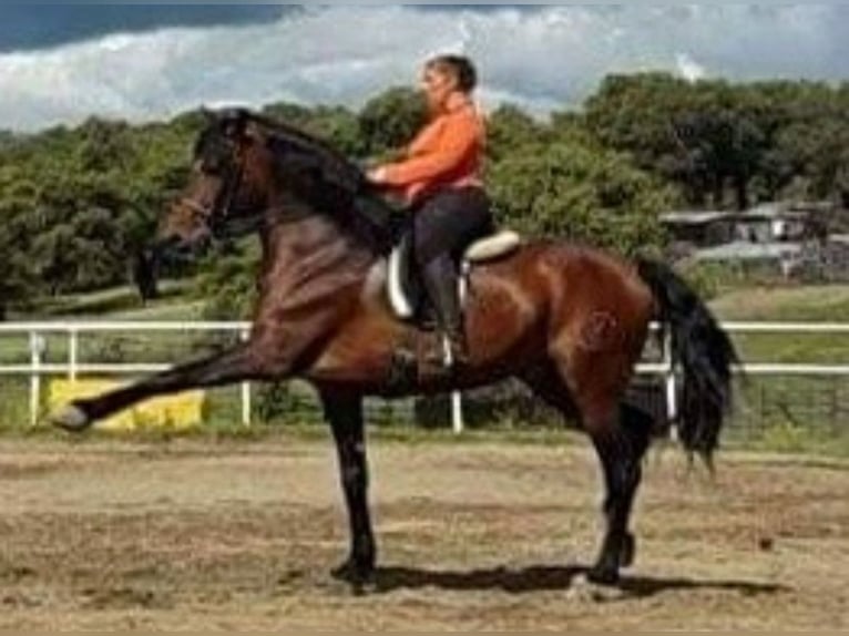 Friesian horses Stallion 19 years 16,2 hh Bay-Dark in El Ronquillo