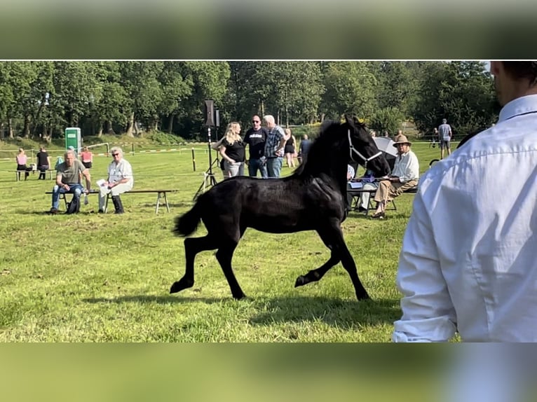 Friesian horses Stallion 1 year 10,2 hh Black in Bunde