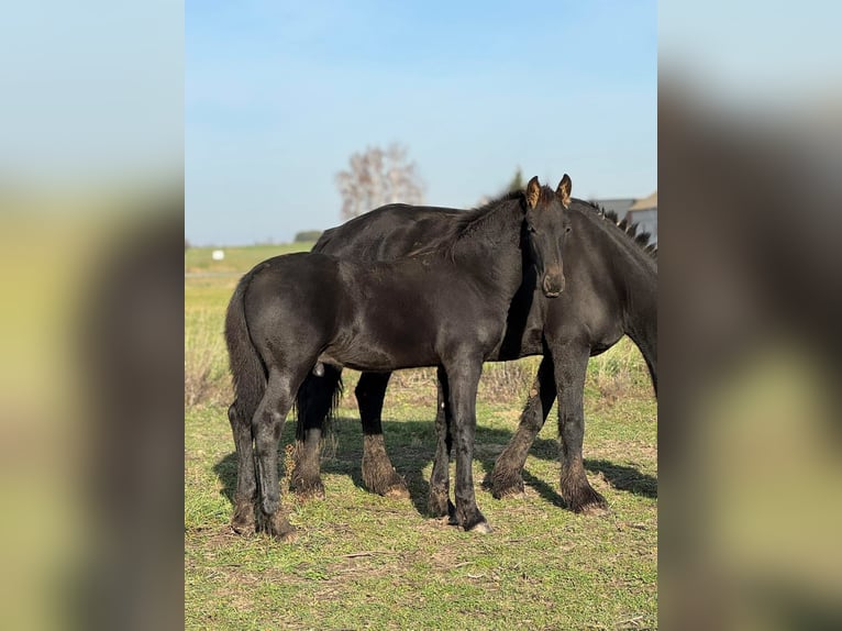 Friesian horses Stallion 1 year 11,2 hh Black in Nowe Miasto