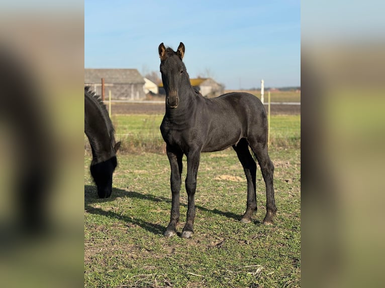 Friesian horses Stallion 1 year 11,2 hh Black in Nowe Miasto
