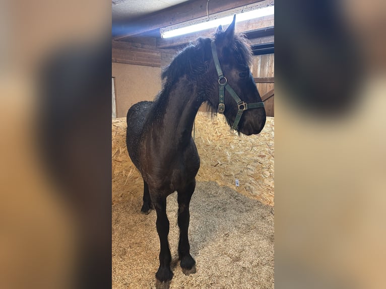 Friesian horses Stallion 1 year 13.1 hh Black in Wapse