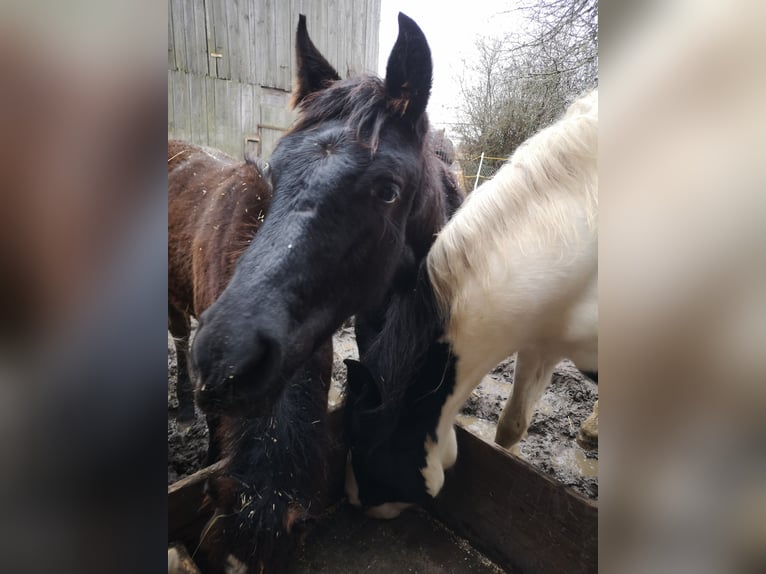 Friesian horses Mix Stallion 1 year 13,2 hh Black in Schwedt/Oder