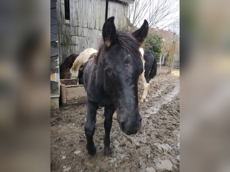 Friesian horses Mix Stallion 1 year 13,2 hh Black in Schwedt/Oder