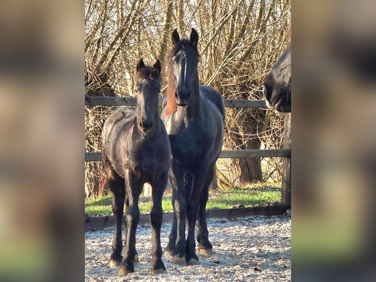 Friesian horses Stallion 1 year 13,1 hh Black in Wapse