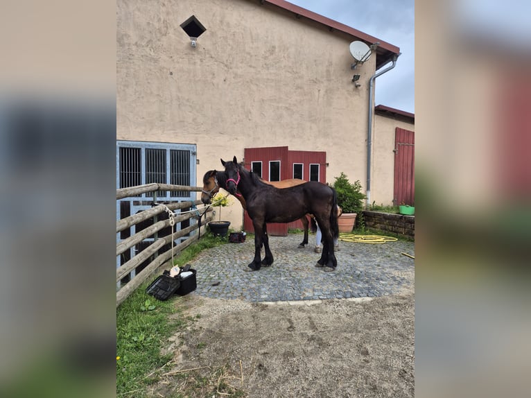 Friesian horses Stallion 1 year 14,2 hh Black in Hofheim am Taunus