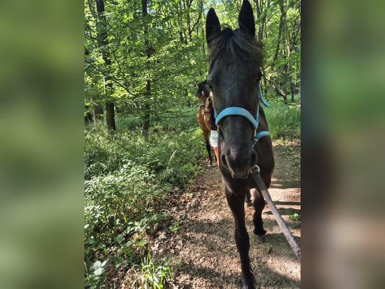 Friesian horses Stallion 1 year 14,2 hh Black in Hofheim am Taunus