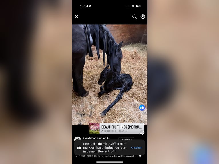 Friesian horses Stallion 1 year 14,2 hh Black in Kottingbrunn